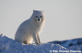 Thumbnail of jeg har set dig.jpg